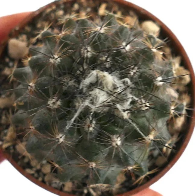 Copiapoa humilis PZ - immagine 2