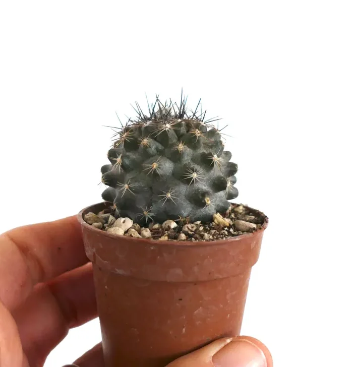 Copiapoa humilis PZ - immagine 3