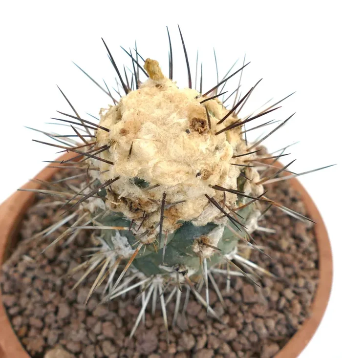 Copiapoa humilis TC9 - immagine 2
