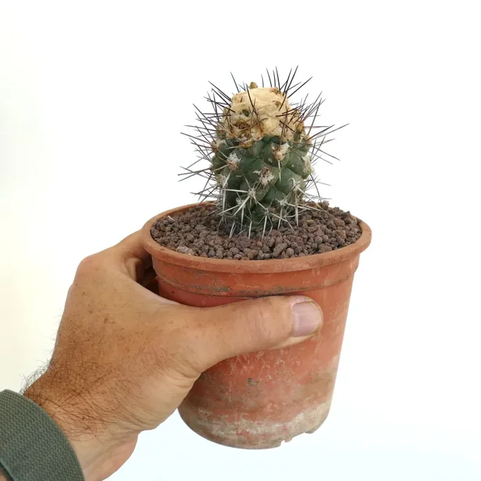 Copiapoa humilis TC9 - immagine 3
