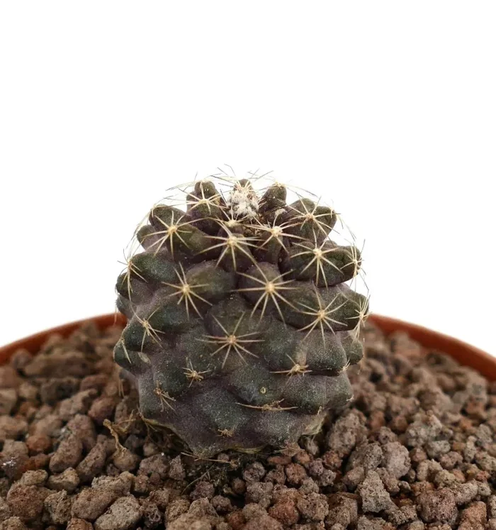 Copiapoa humilis with APEX BRANCH