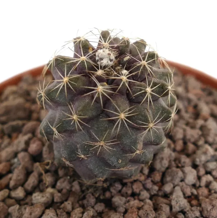 Copiapoa humilis with APEX BRANCH - immagine 2