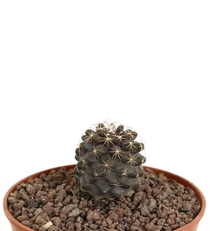 Copiapoa humilis with APEX BRANCH - immagine 3