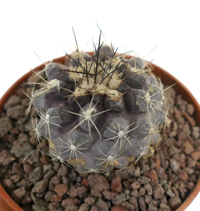 Copiapoa humilis x atacamensis GRAY PINK