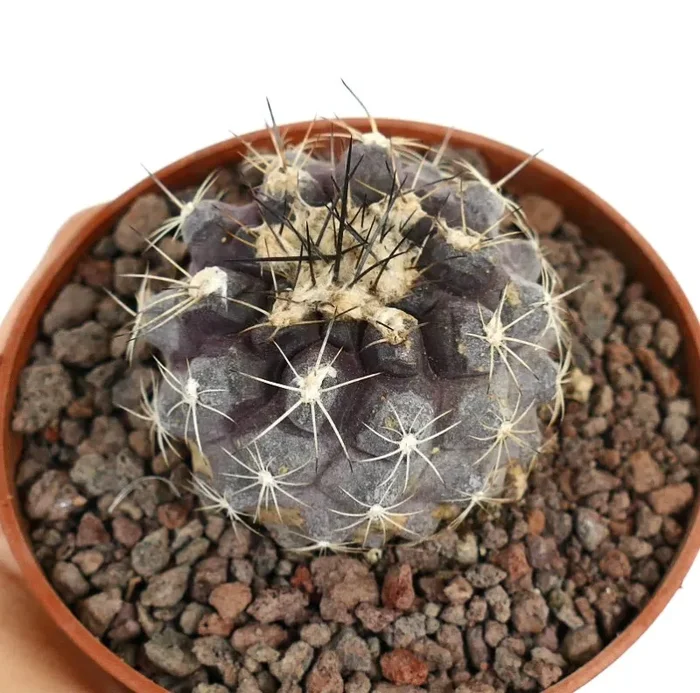 Copiapoa humilis x atacamensis GRAY PINK - immagine 2