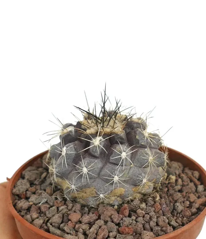 Copiapoa humilis x atacamensis GRAY PINK - immagine 3