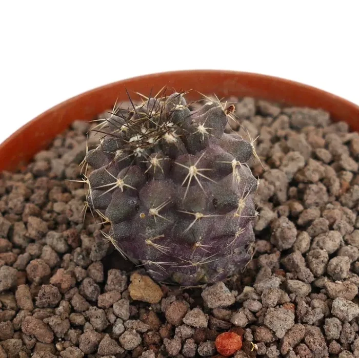 Copiapoa humilis x griesoviolacea SEEDLING