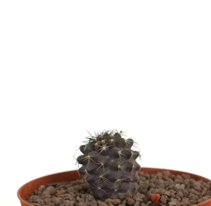 Copiapoa humilis x griesoviolacea SEEDLING - immagine 2