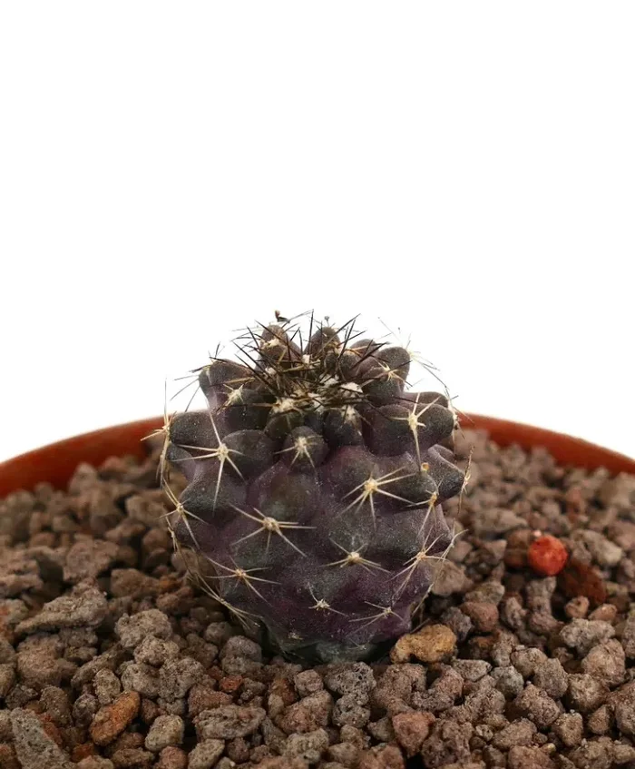 Copiapoa humilis x griesoviolacea SEEDLING - immagine 3