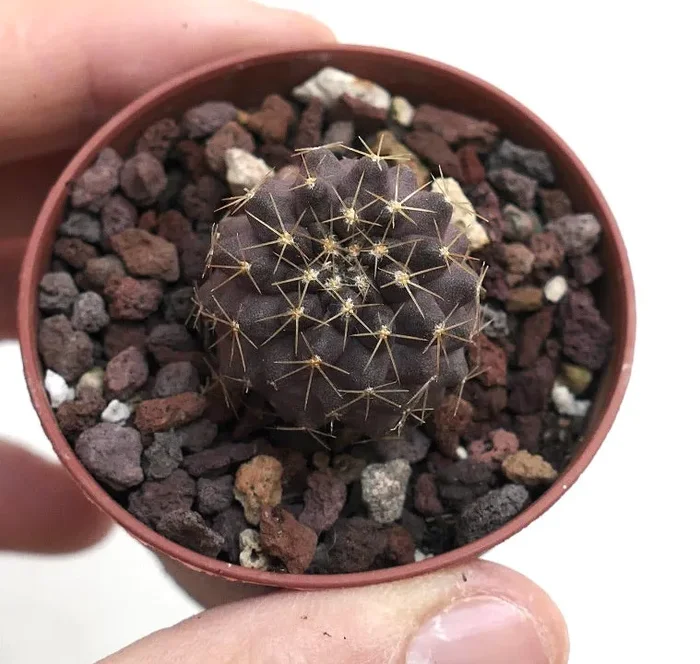 Copiapoa hybrid INP8 Vendita online