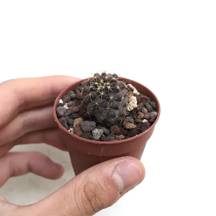 Copiapoa hybrid INP8 Vendita online - immagine 2