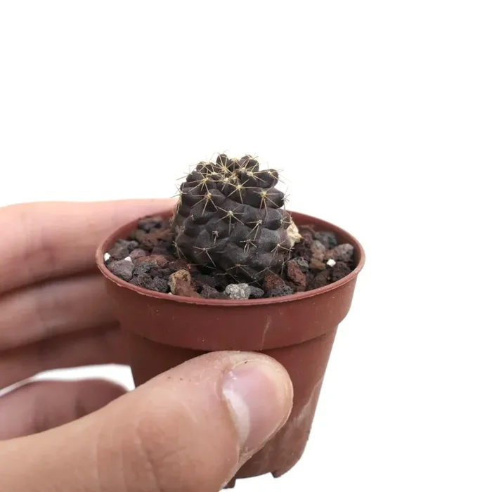 Copiapoa hybrid INP8 Vendita online - immagine 3