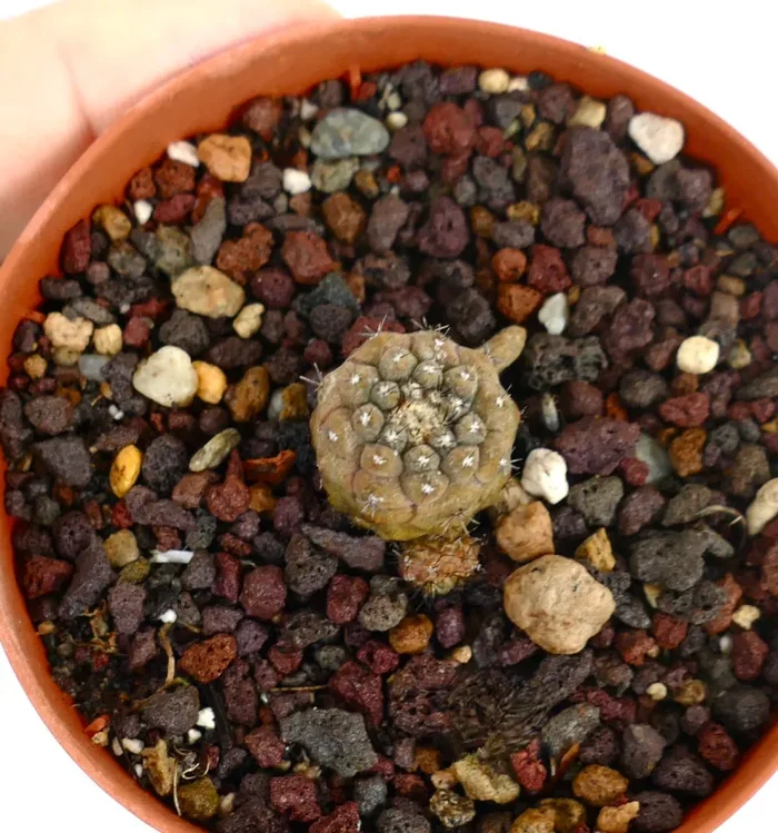 Copiapoa hypogaea 3 heads (small cluster)