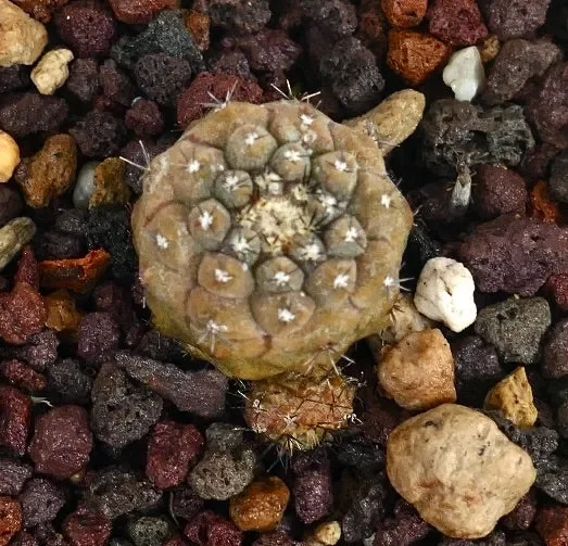 Copiapoa hypogaea 3 heads (small cluster) - immagine 2