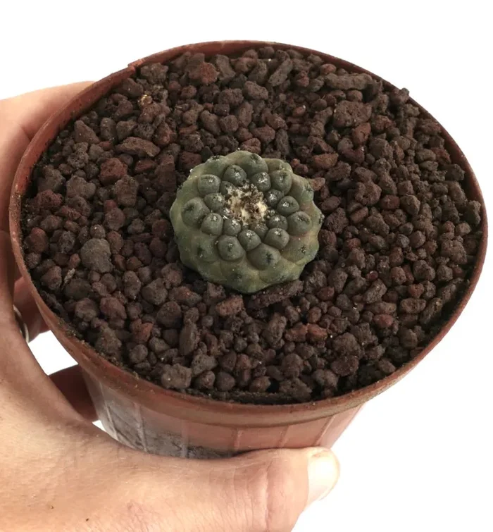 Copiapoa hypogaea BA-5671-S-L10