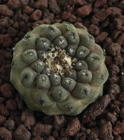 Copiapoa hypogaea BA-5671-S-L10 - immagine 2