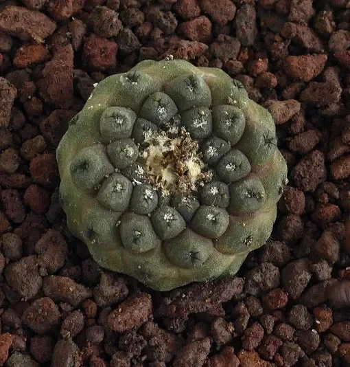 Copiapoa hypogaea BA-5671-S-L10 - immagine 3