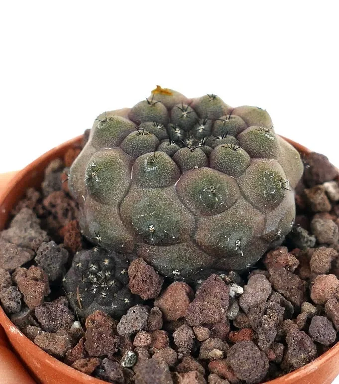 Copiapoa hypogaea JSM74 Vendita online
