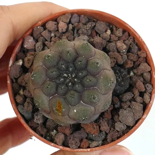 Copiapoa hypogaea JSM74 Vendita online - immagine 2