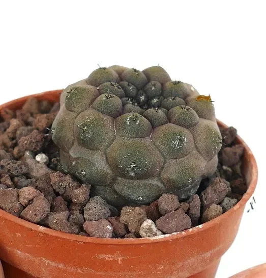 Copiapoa hypogaea JSM74 Vendita online - immagine 3