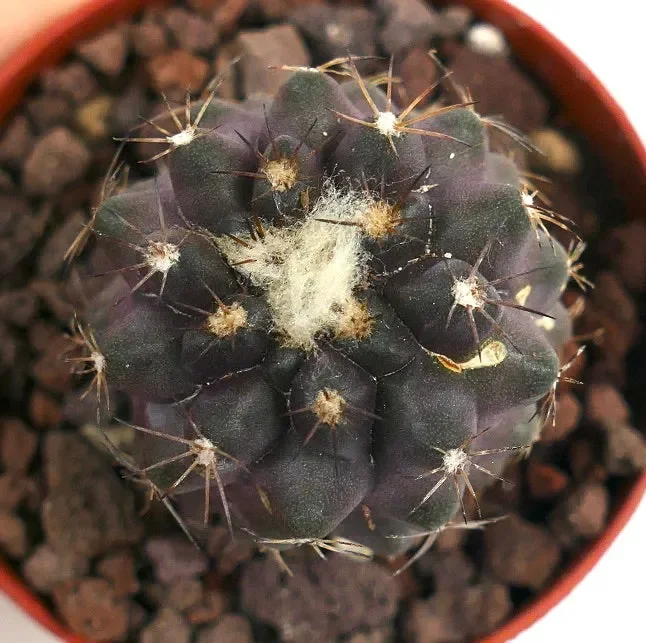 Copiapoa hypogaea X Copiapoa humilis CAC19