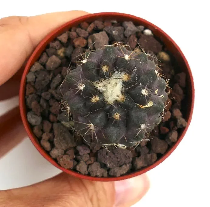 Copiapoa hypogaea X Copiapoa humilis CAC19 - immagine 2
