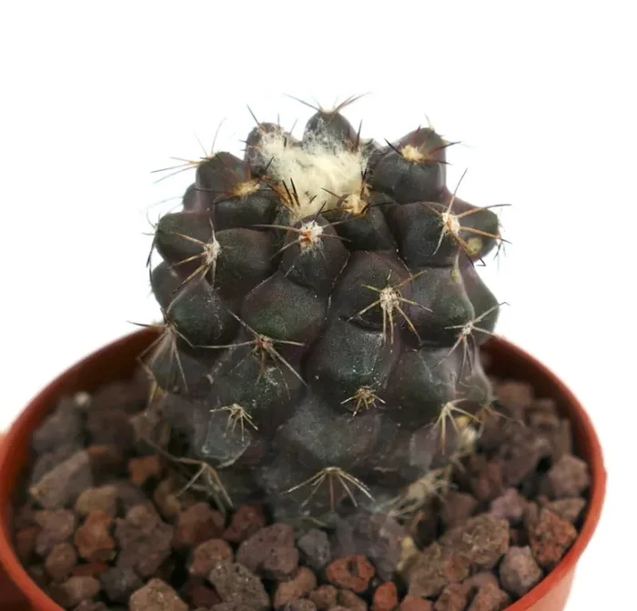 Copiapoa hypogaea X Copiapoa humilis CAC19 - immagine 3