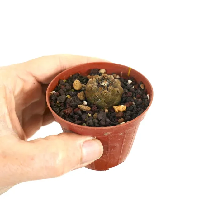 Copiapoa hypogaea X hpoogaea cv LIZARD SKIN