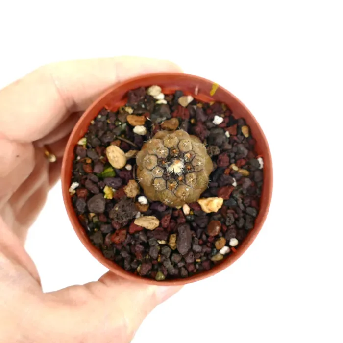 Copiapoa hypogaea X hpoogaea cv LIZARD SKIN - immagine 2