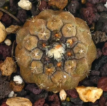 Copiapoa hypogaea X hpoogaea cv LIZARD SKIN - immagine 3
