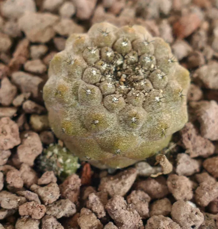 Copiapoa hypogaea (young cluster)