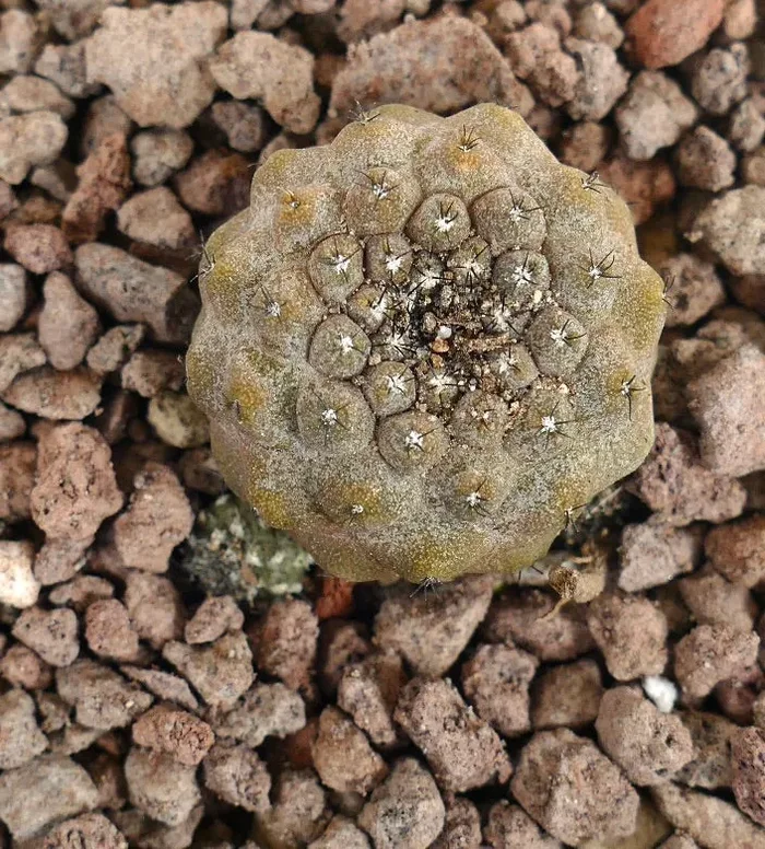 Copiapoa hypogaea (young cluster) - immagine 2
