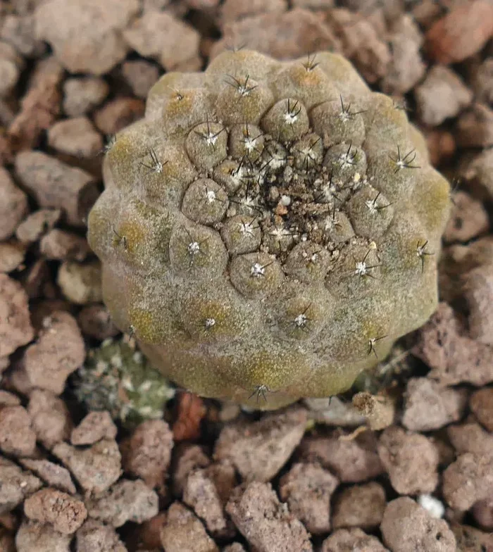 Copiapoa hypogaea (young cluster) - immagine 3