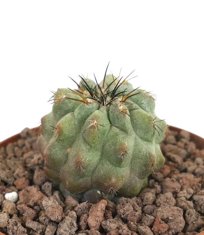 Copiapoa leonensis