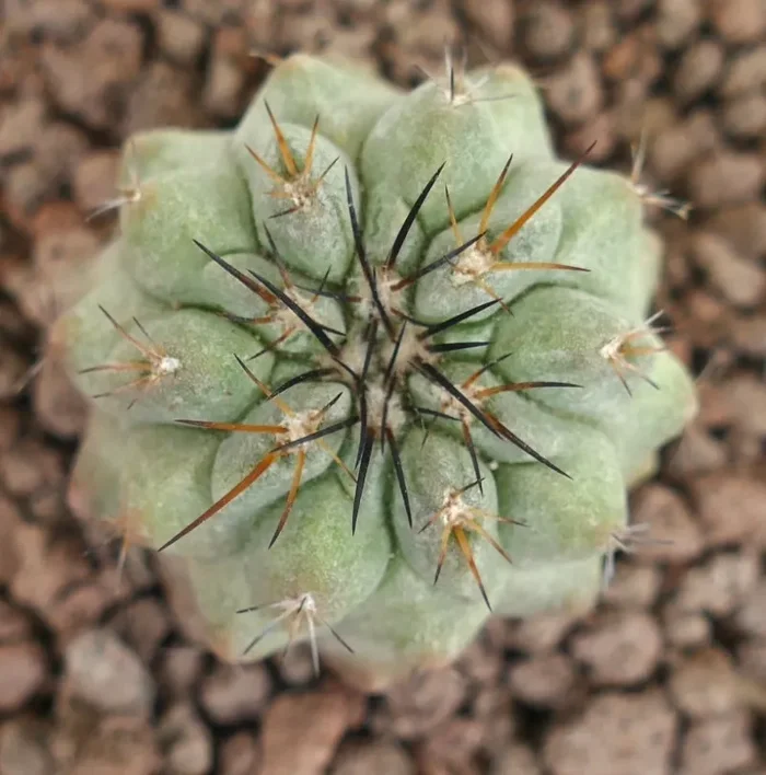 Copiapoa leonensis - immagine 2