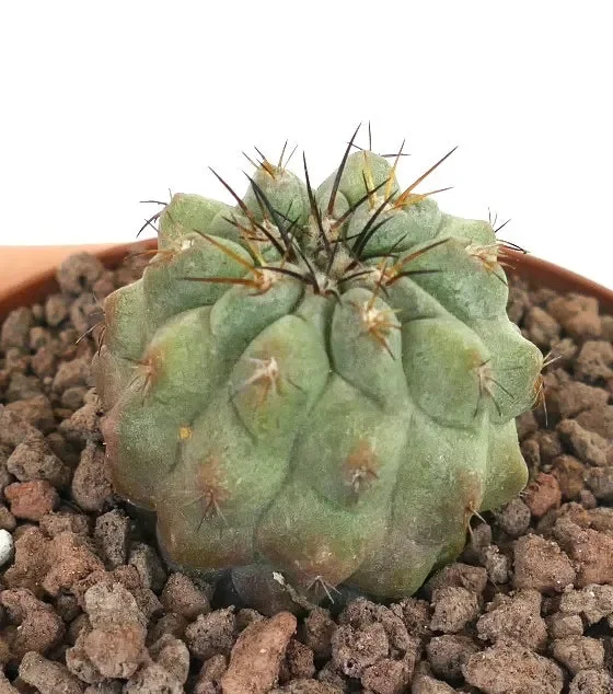 Copiapoa leonensis - immagine 3