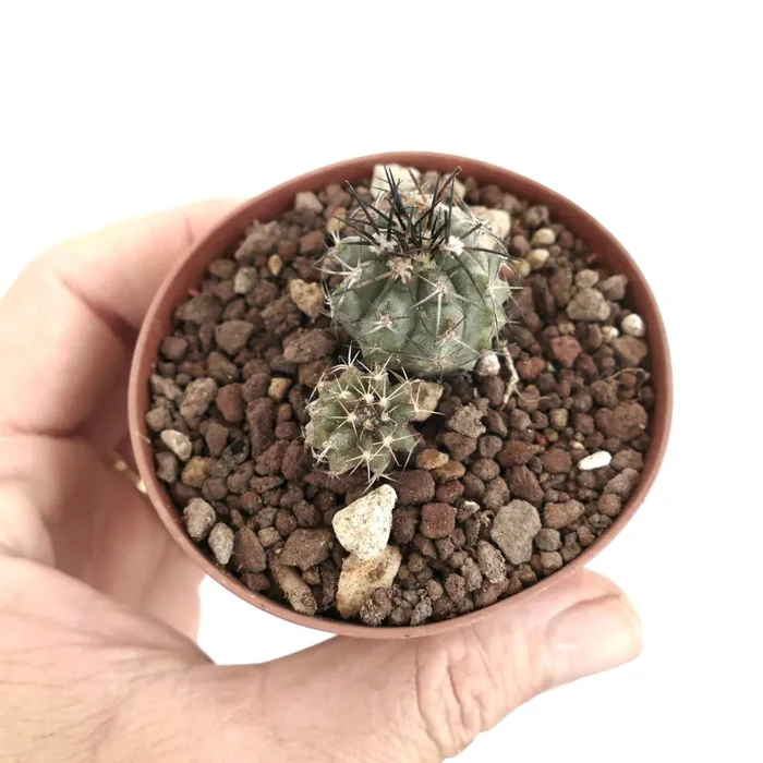 Copiapoa lonistaminea (2 seedlings) 2P78 - immagine 2