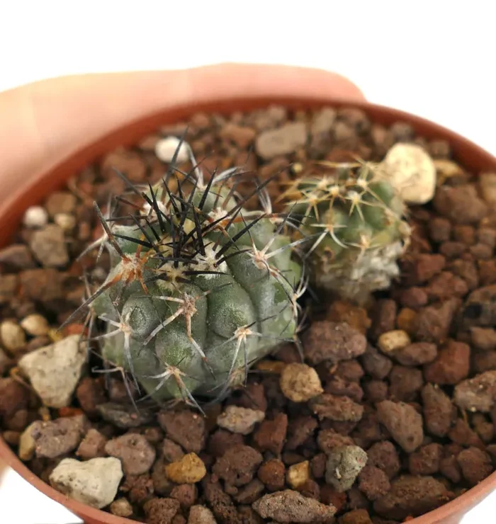 Copiapoa lonistaminea (2 seedlings) 2P78 - immagine 3