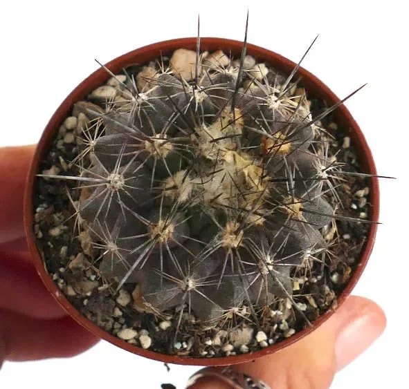 Copiapoa megarhiza var. borealis 55-2017 - immagine 2