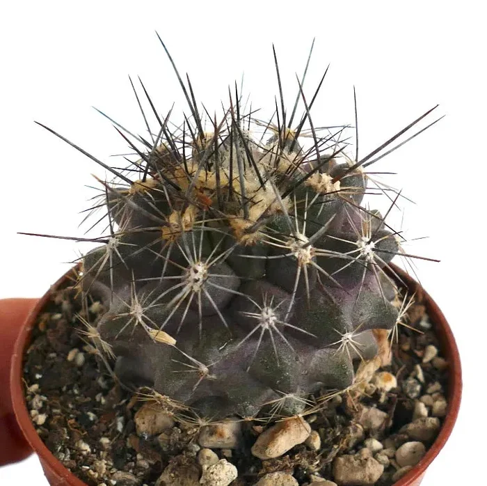 Copiapoa megarhiza var. borealis 55-2017 - immagine 3
