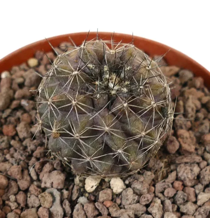 Copiapoa olivana x humilis