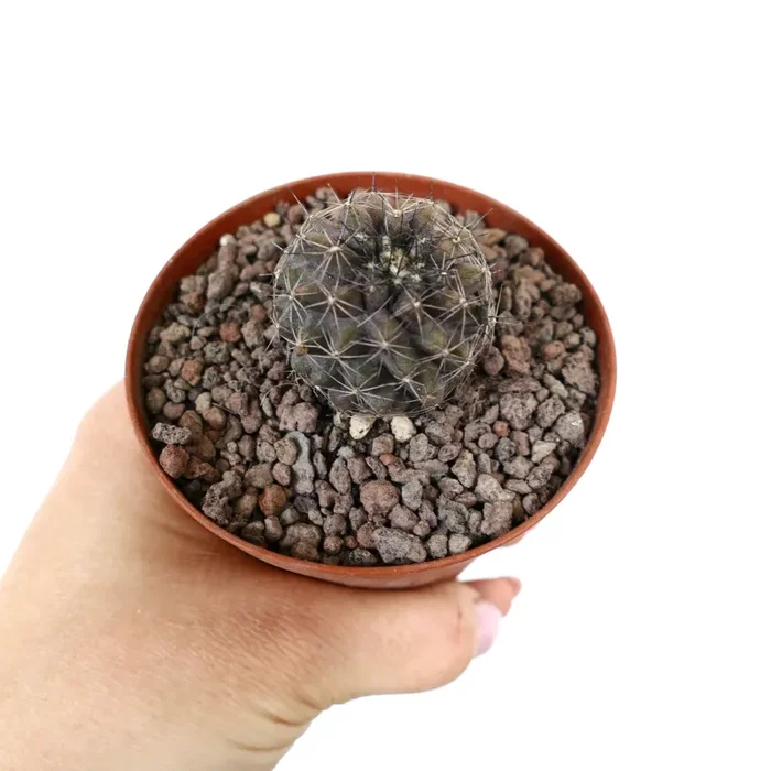Copiapoa olivana x humilis - immagine 2