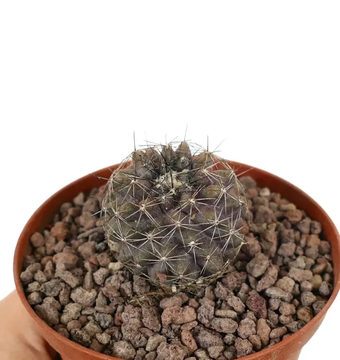 Copiapoa olivana x humilis - immagine 3