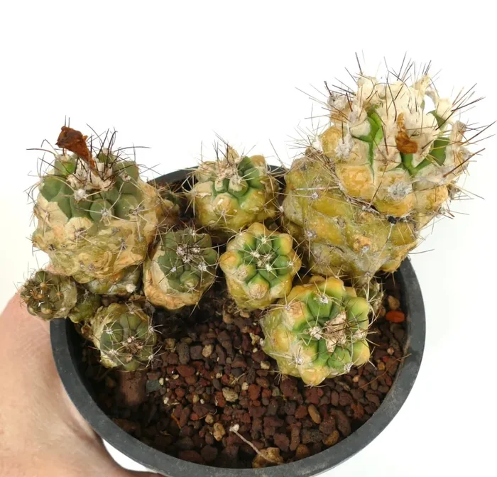 Copiapoa rarissima - immagine 2