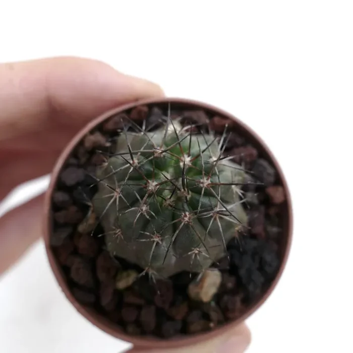 Copiapoa rupestris II7 - immagine 2