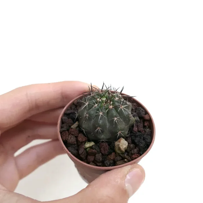 Copiapoa rupestris II7 - immagine 3
