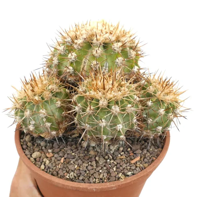 Copiapoa serpentisulcata CULSTER GK6 In saldo