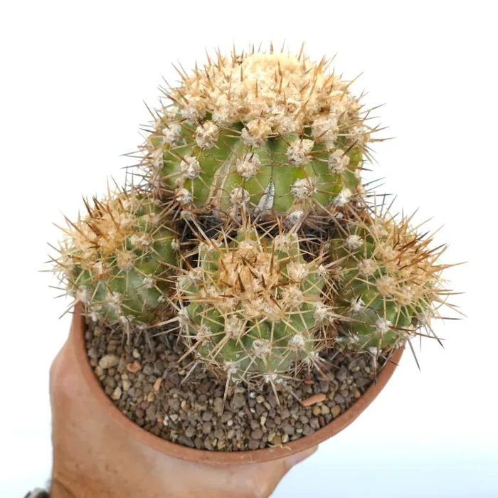 Copiapoa serpentisulcata CULSTER GK6 In saldo - immagine 2