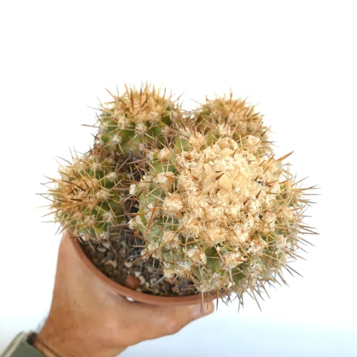 Copiapoa serpentisulcata CULSTER GK6 In saldo - immagine 3