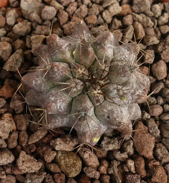 Copiapoa serpentsulcata X Copiapoa longistaminea